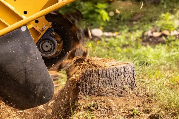 Commercial Tree Removal Service for Large Properties