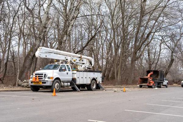 Quick & Efficient Tree Removal in Rockford, Illinois