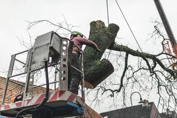 Local Shelton Tree Service for Fast and Efficient Solutions