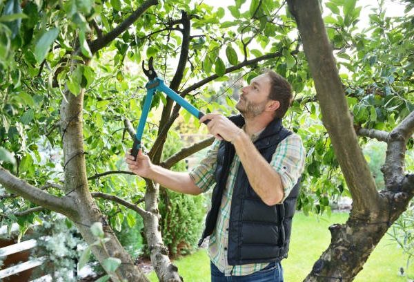 Trusted Tree Service Near Me for Fast and Efficient Tree Solutions