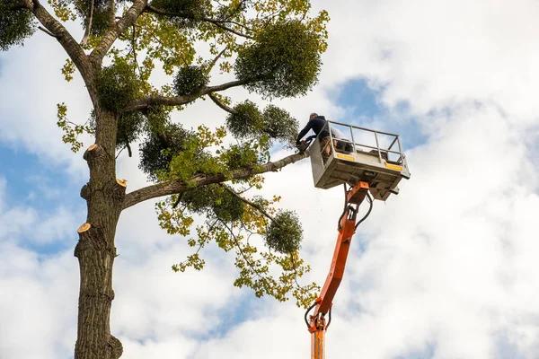 Professional Emergency Tree Care in Springfield for Urgent Situations