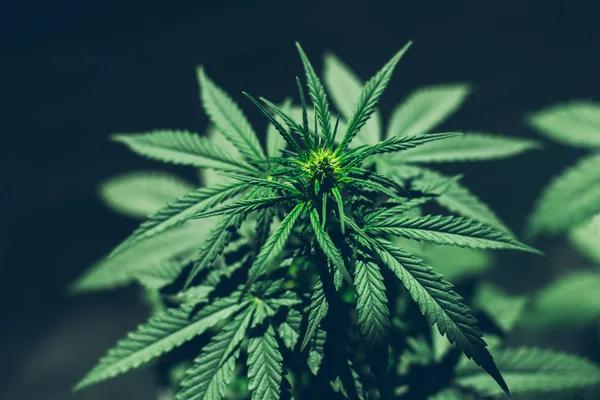 Important Consumer Questions About Hemp-Derived Cannabinoid Products