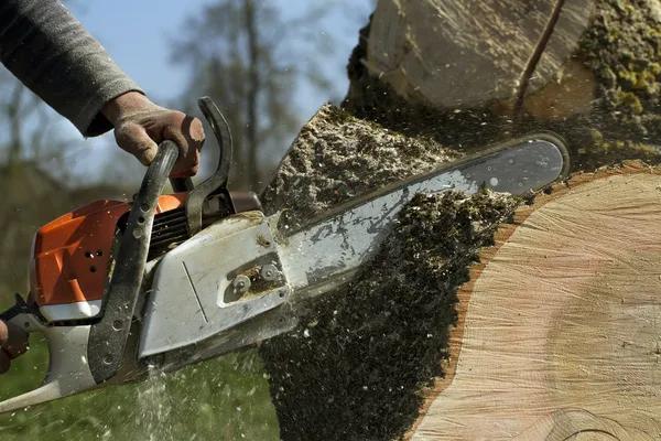 Expert Help From a Reliable tree service near me